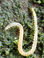 Geophilidae