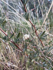 Eriogonum fasciculatum