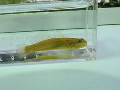 Tridentiger trigonocephalus