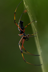 Nephila kuhli