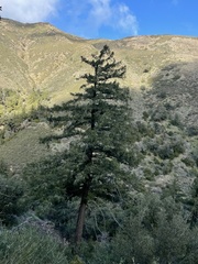 Pseudotsuga macrocarpa