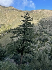 Pseudotsuga macrocarpa