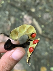 Adenanthera