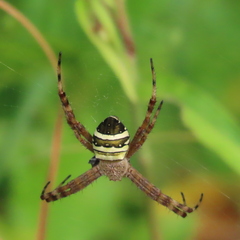 Argiope aurocincta