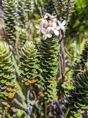 Pimelea sericea