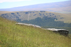 Anthus novaeseelandiae