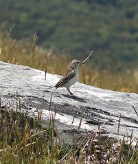 Anthus novaeseelandiae