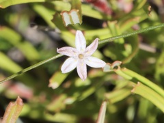 Corynotheca