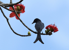 Dicrurus leucophaeus