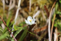 Drosera arcturi