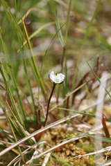 Drosera arcturi