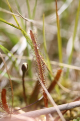 Drosera arcturi