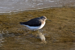 Tringa ochropus