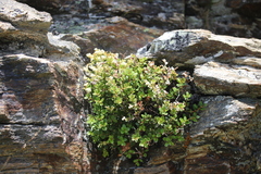 Gaultheria crassa