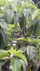 Dendrocnide meyeniana