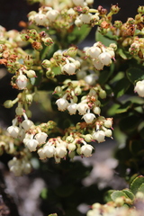 Gaultheria crassa