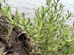 Centipeda cunninghamii