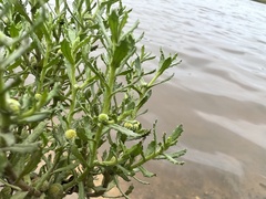 Centipeda cunninghamii