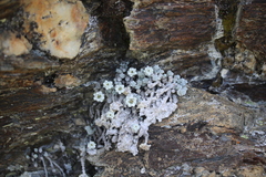 Leucogenes grandiceps