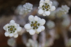 Leucogenes grandiceps