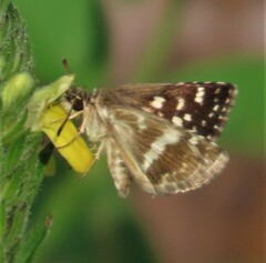 Spialia ferax