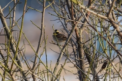 Emberiza elegans