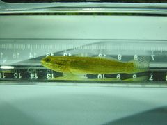 Tridentiger trigonocephalus