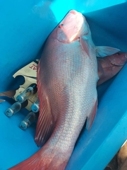 Lutjanus malabaricus