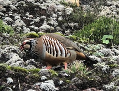 Alectoris rufa hispanica