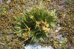 Aciphylla lecomtei