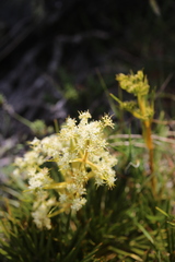 Aciphylla lecomtei