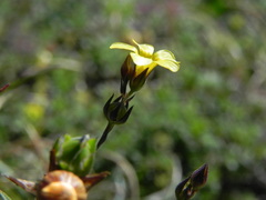 Linum trigynum