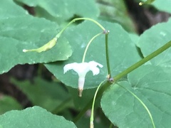 Vancouveria hexandra