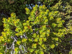 Eucalyptus vernicosa