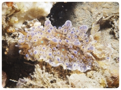 Dendrodoris krusensternii