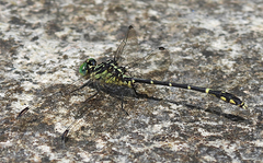 Austrogomphus ochraceus