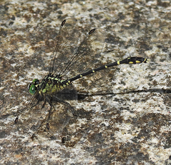 Austrogomphus ochraceus