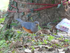 Turdus hortulorum