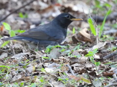 Turdus cardis