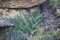 Polystichum cystostegium