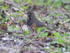 Turdus cardis