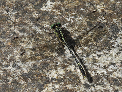 Austrogomphus ochraceus