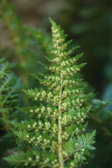 Polystichum cystostegium