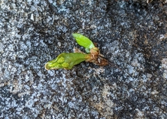 Grammitis poeppigiana