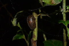 Oniscomorpha
