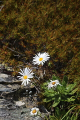 Celmisia densiflora