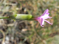 Dianthus longicaulis