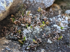 Grammitis poeppigiana