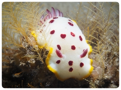 Goniobranchus splendidus