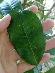 Planchonella costata